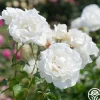 Crystalline™>Heirloom Roses Discount