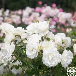 Crystalline™>Heirloom Roses Discount