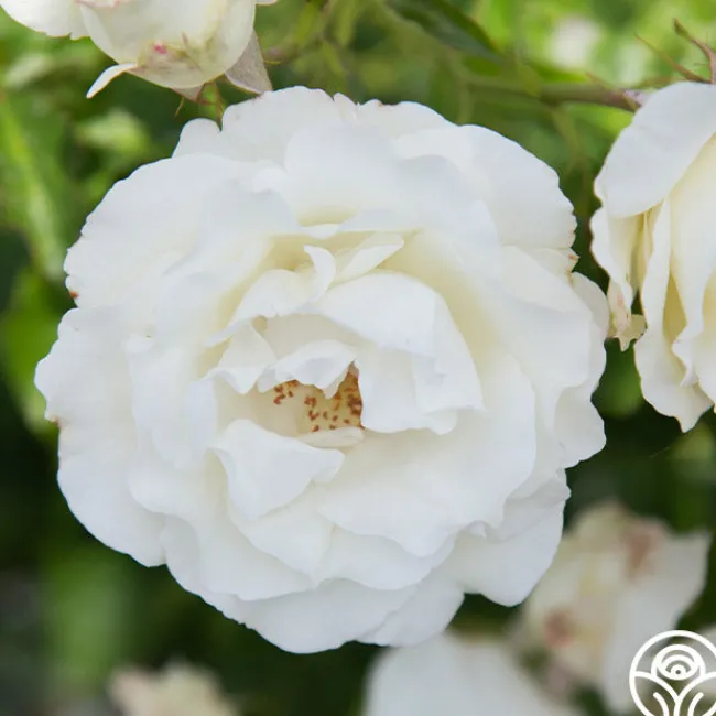Crystalline™>Heirloom Roses Discount
