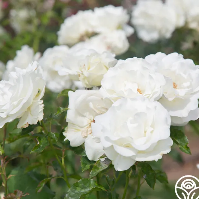 Crystalline™>Heirloom Roses Discount