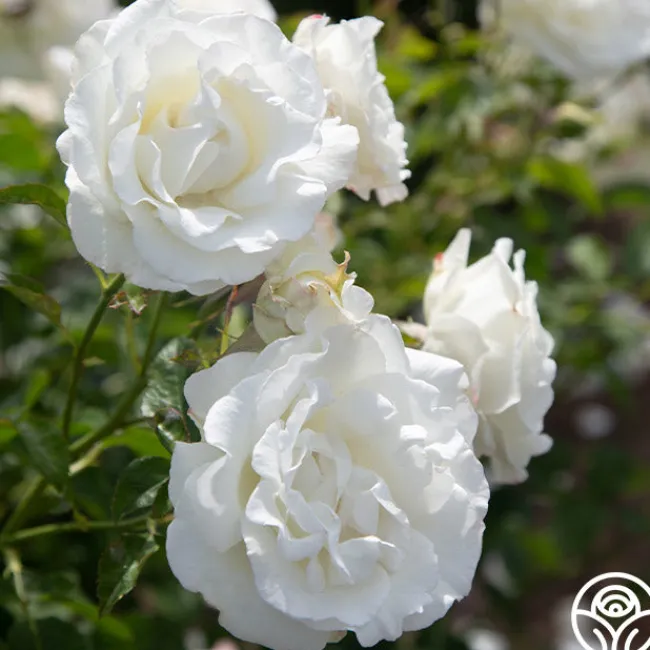 Crystalline™>Heirloom Roses Discount