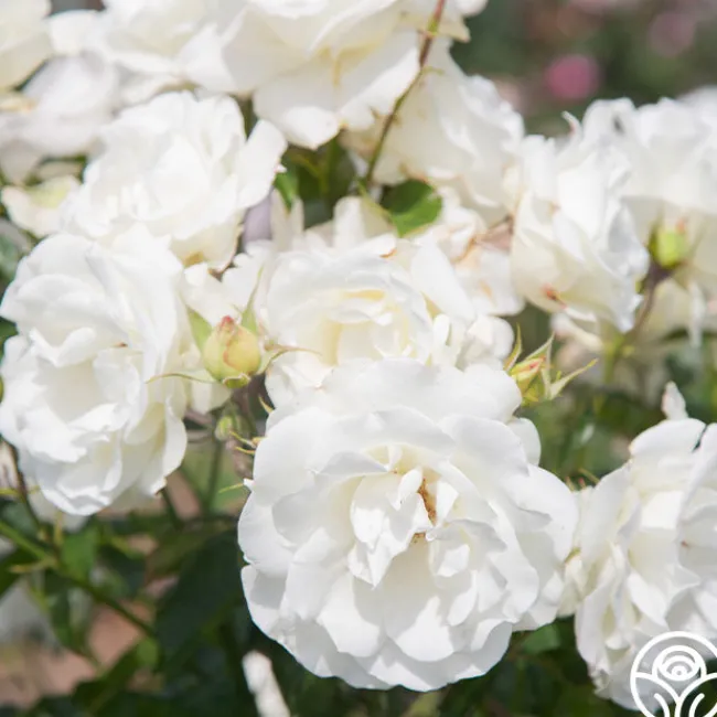 Crystalline™>Heirloom Roses Discount