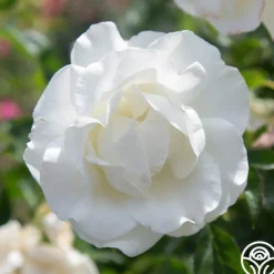 Crystalline™><noscript><img width=