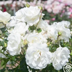 Crystalline™><noscript><img width=