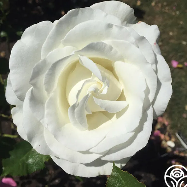 Crystalline™>Heirloom Roses Discount