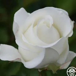 Crystalline™><noscript><img width=