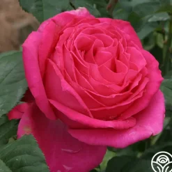 Cynthia>Heirloom Roses Clearance