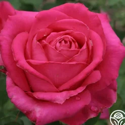 Cynthia>Heirloom Roses Clearance
