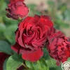 Dancing in the Dark™>Heirloom Roses Discount