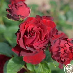 Dancing in the Dark™>Heirloom Roses Discount