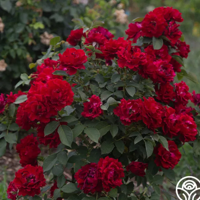 Dancing in the Dark™>Heirloom Roses Discount