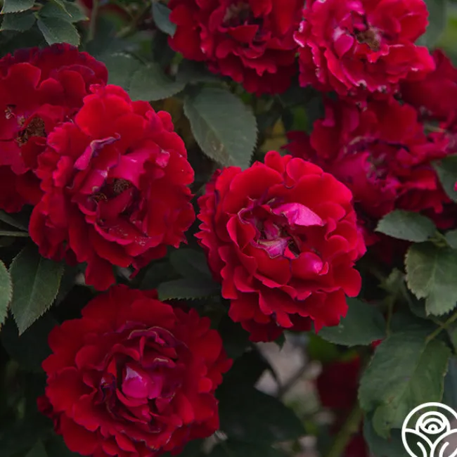 Dancing in the Dark™>Heirloom Roses Discount