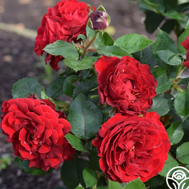 Dancing in the Dark™>Heirloom Roses Discount