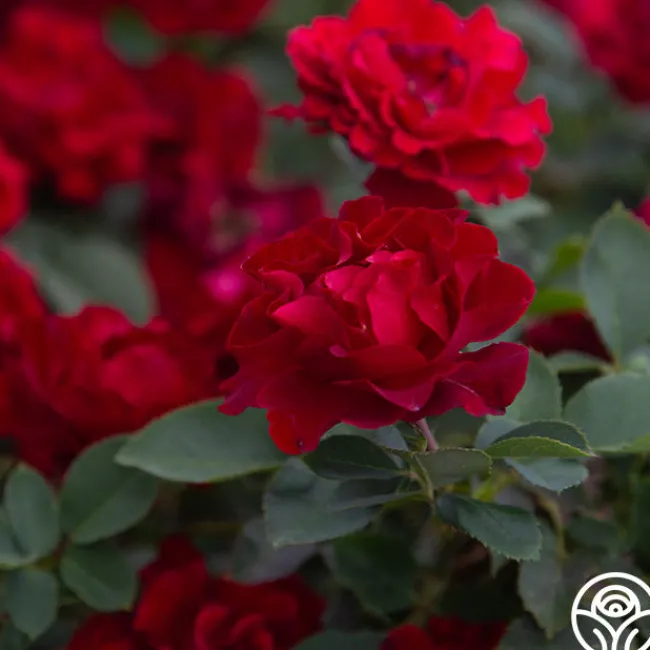 Dancing in the Dark™>Heirloom Roses Discount