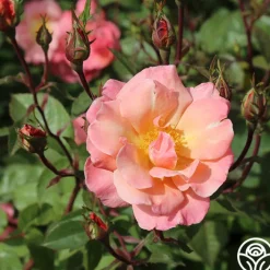 Dancing In The Wind™>Heirloom Roses Best