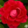 Danny Boy™>Heirloom Roses Best