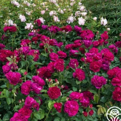 Darcey Bussell>Heirloom Roses Best