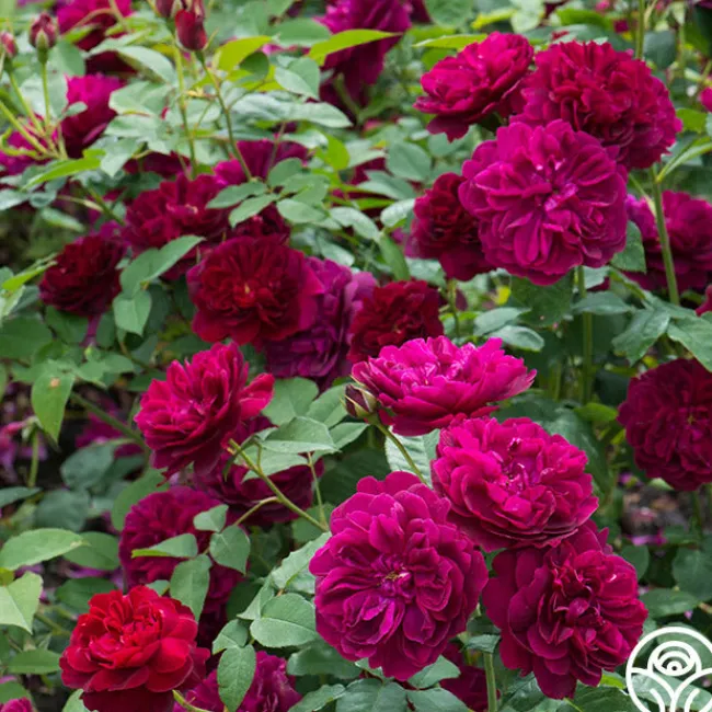 Darcey Bussell>Heirloom Roses Best