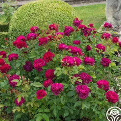 Darcey Bussell><noscript><img width=