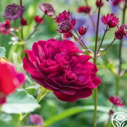 Darcey Bussell><noscript><img width=