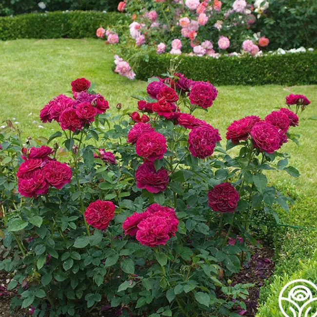 Darcey Bussell>Heirloom Roses Best