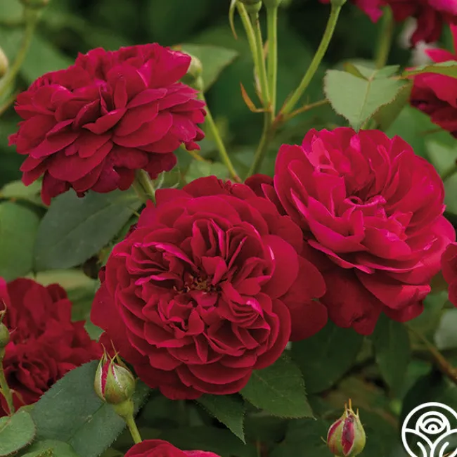Darcey Bussell>Heirloom Roses Best