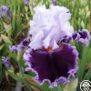 Daring Deception>Heirloom Roses Best