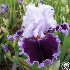 Daring Deception>Heirloom Roses Best