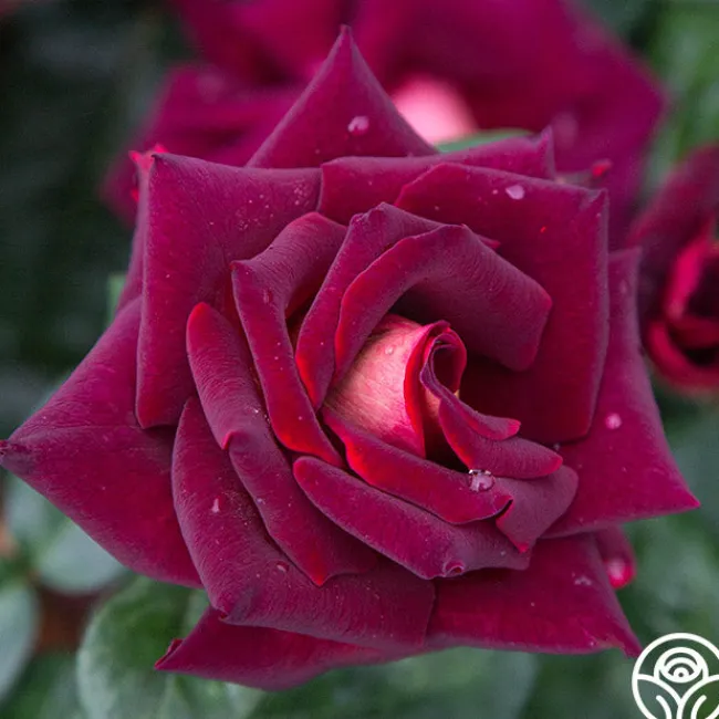 Dark Night™>Heirloom Roses Clearance