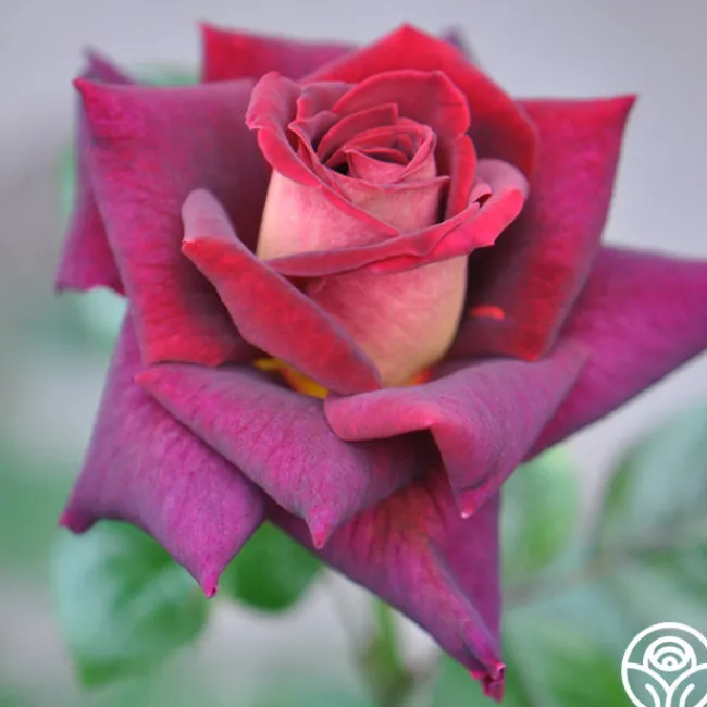 Dark Night™>Heirloom Roses Clearance
