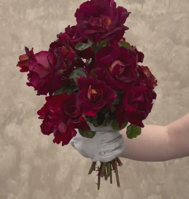 Dark Night™>Heirloom Roses Clearance