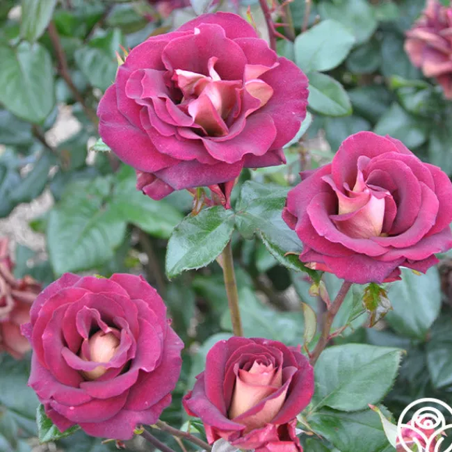 Dark Night™>Heirloom Roses Clearance