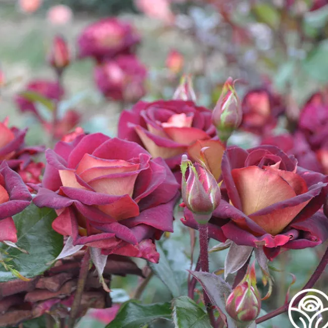 Dark Night™>Heirloom Roses Clearance