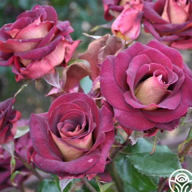 Dark Night™>Heirloom Roses Clearance