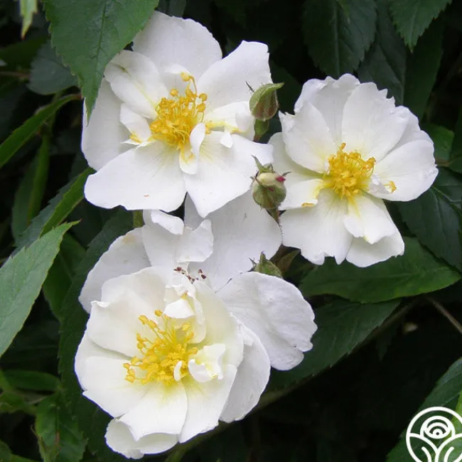 Darlow's Enigma>Heirloom Roses Discount