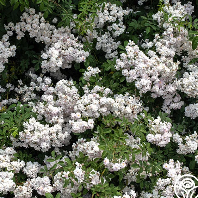 Darlow's Enigma>Heirloom Roses Discount