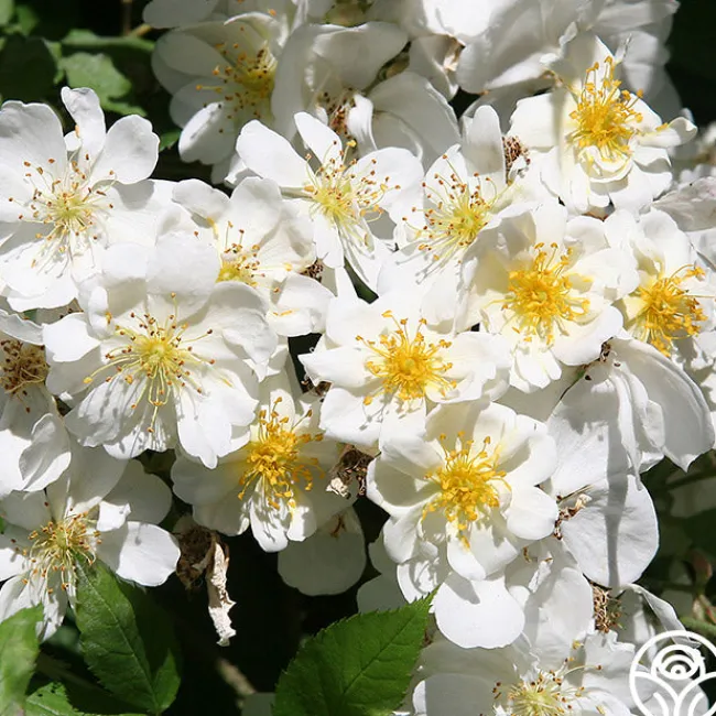 Darlow's Enigma>Heirloom Roses Discount