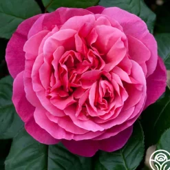 Dee-Lish®>Heirloom Roses