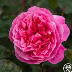 Dee-Lish®><noscript><img width=