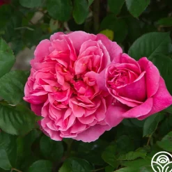 Dee-Lish®><noscript><img width=