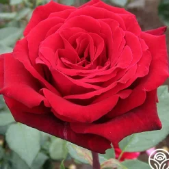 Deep Secret>Heirloom Roses New
