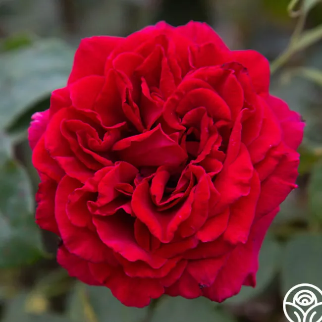 Deep Secret>Heirloom Roses New