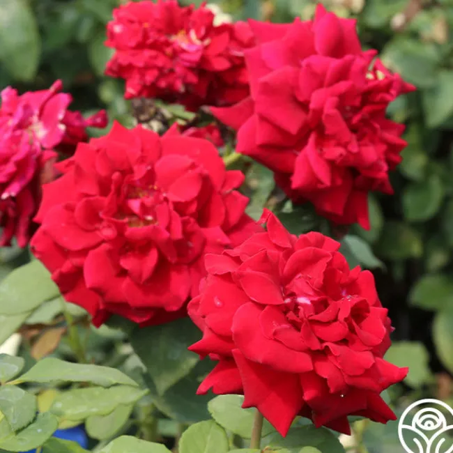 Deep Secret>Heirloom Roses New