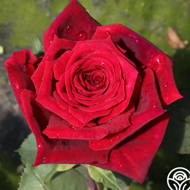 Deep Secret>Heirloom Roses New