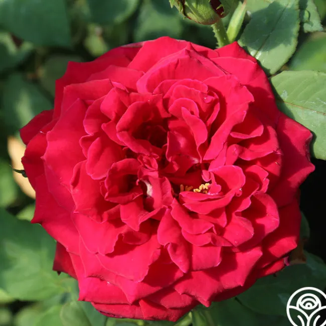Deep Secret>Heirloom Roses New