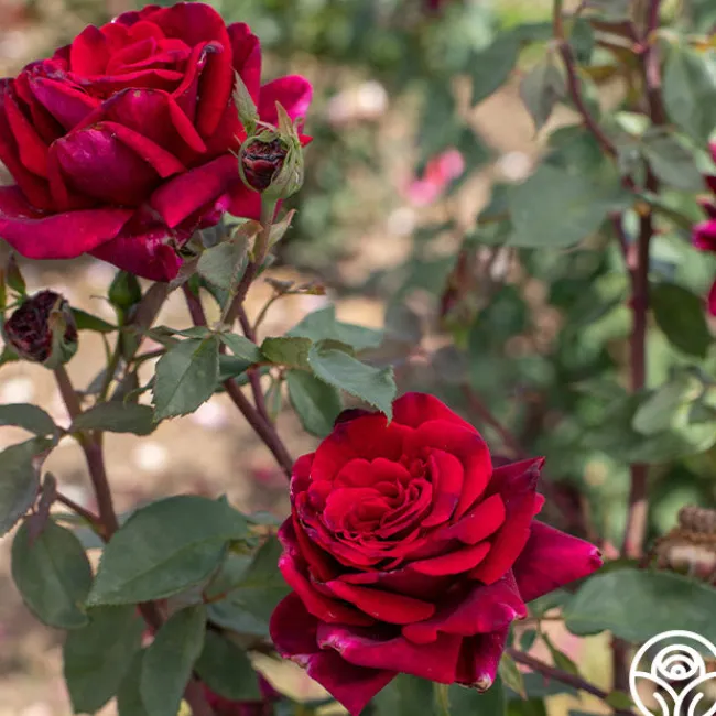 Deep Secret>Heirloom Roses New