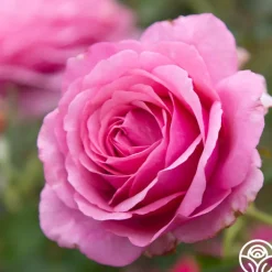 Deeply Fragrant Collection><noscript><img width=