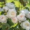 Desdemona>Heirloom Roses Best