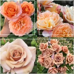 Desert Tones Bouquet Collection>Heirloom Roses Clearance
