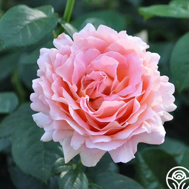 Desert Tones Bouquet Collection>Heirloom Roses Clearance